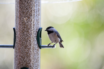 Naklejka premium Adorable Carolina Chickadee visiting birdfeeder