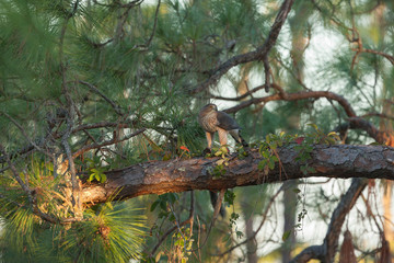 A regal looking Cooper's Hawk with prey on large pine tree limb