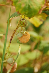 Rubus idaeus