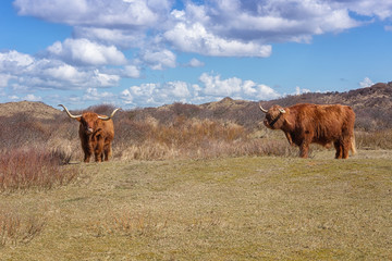 Two Scottish Highlanders graze in the dune area of the national park Zuid Kennemerland in the Netherlands
