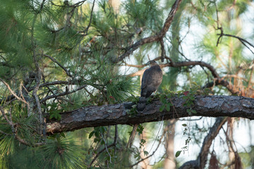 A regal looking Cooper's Hawk with prey on large pine tree limb