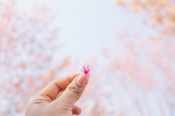 Hand holding beautiful Himalayan blossom on Phu lom lo Thailand,soft focus