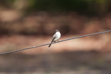 Cute Eastern Phoebe perched on a wire, watching for lunch