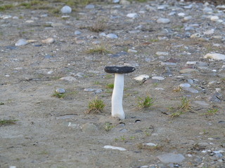 Pilz aus Stein Mushroom from Stone