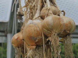 ryton organic gardens coventry england uk