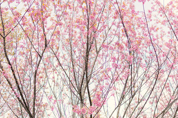 Beautiful Himalayan blossom on Phu lom lo Thailand,soft focus