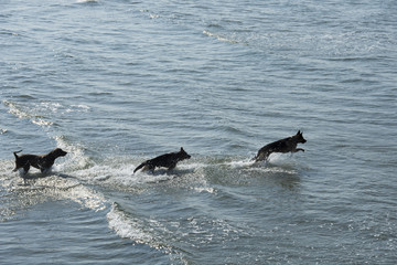 Fototapeta premium CANI FELICI