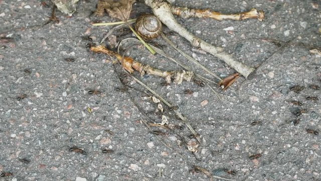Formic road (ant way) to anthill. Red forest ants, Formica rufa, scurrying here and there, foraging, macro
