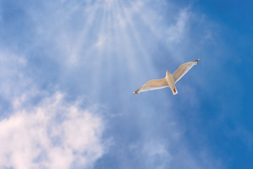 Fototapeta premium Eine fliegende Möwe vor einem Sonnenhimmel