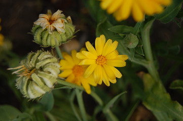 Calendula