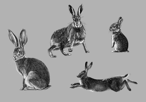 Black and white freehand sketch of wild rabbit