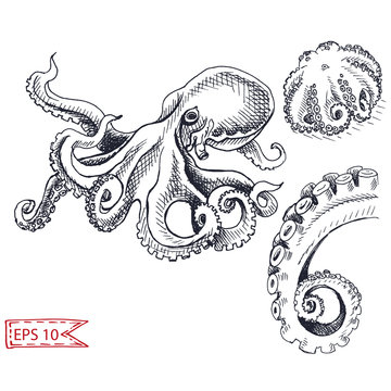 Vector illustration sketch - octopus. Hand drawn sketsh card menu seafood restaurant.