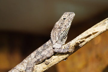 leguan reptile sitting on a rock