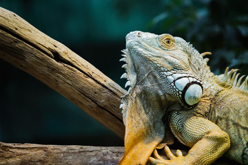 Green iguana standing on a branch