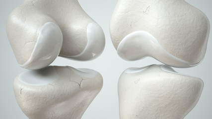 Knee joint with healthy cartilage, front and back- 3D Rendering - obrazy, fototapety, plakaty