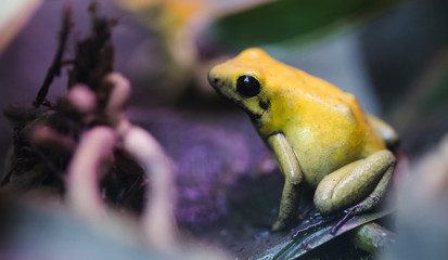 poisonous frog, poison dart frog terribilis a dangerous animal from the tropical rain forest