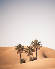 palmen wüste
