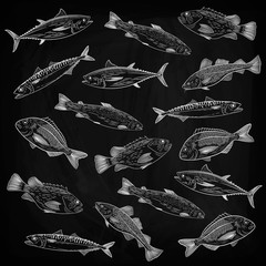 A set of popular sea fish, crabs, lobsters. Salmon, tuna, cod, mackerel, dorado, lobster, crab. Drawing chalk on a blackboard, vector illustration