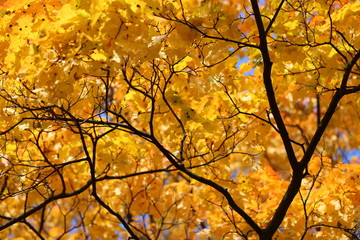 Yellow tree