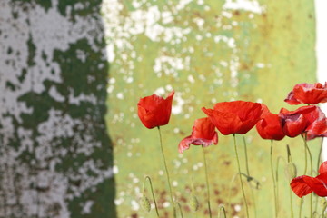 Amapolas