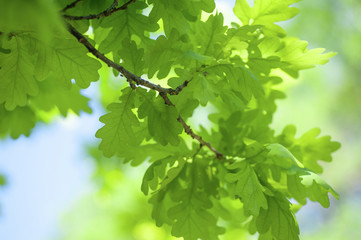 Fototapeta na wymiar Vivid Greenery of Oak Tree Leaves