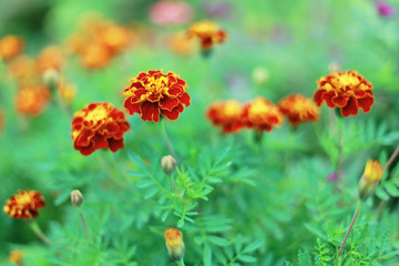 French Marigold