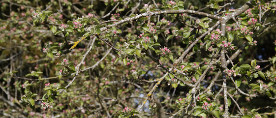 gardens estate and grounds  hanbury hall worcestershire england uk