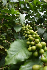 Ramo carregado de café arabica bourbom amarelo