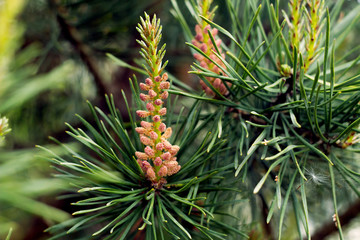 A pine branch with cones