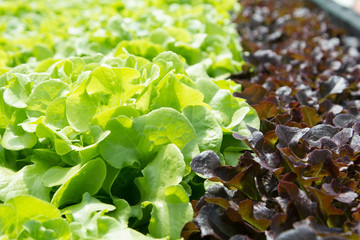 Hydroponics vegetable farm. Fresh hydroponics vegetable farm, Salads vegetable hydroponics farm.