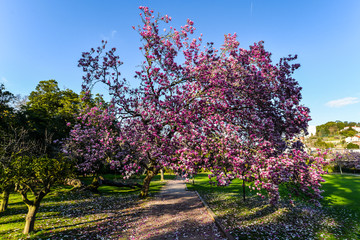 Fototapeta premium Early Spring in Vigo