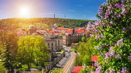 Fotobehang The blooming bush of lilac against historical Old Town of Prague, Czech Republic © daliu