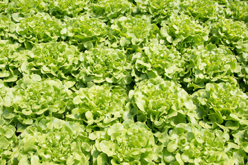 Hydroponics vegetable farm. Fresh hydroponics vegetable farm, Salads vegetable hydroponics farm.