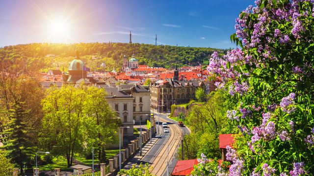 The blooming bush of lilac against historical Old Town of Prague, Czech Republic