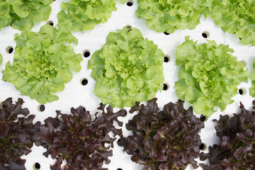 Hydroponics vegetable farm. Fresh hydroponics vegetable farm, Salads vegetable hydroponics farm.