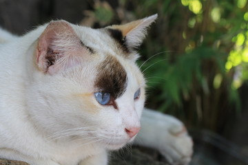Close up blue eyes of three color cat lying on the ground
