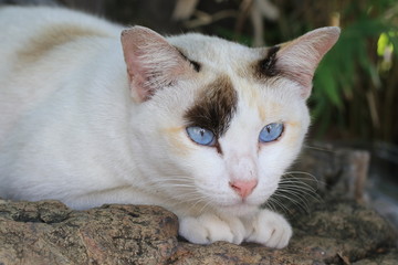 Naklejka na ściany i meble Close up blue eyes of three color cat lying on the ground