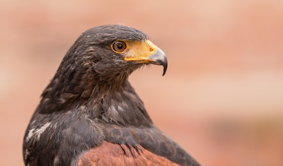 Closeup photo of a buzzard