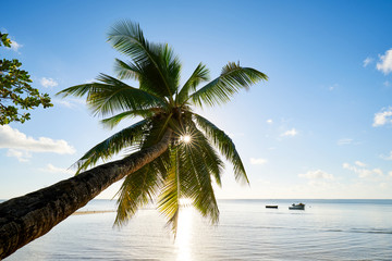 Naklejka na ściany i meble Palm and tropical beach, mahe, seychelles, indian ocean