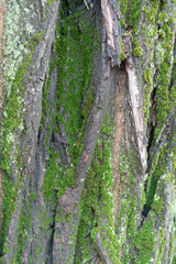 Green moss and lichen on bark of false acacia