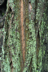 Fototapeta premium Mint green lichen on bark of black locust