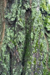 Surface of robinia bark covered with moss and lichen