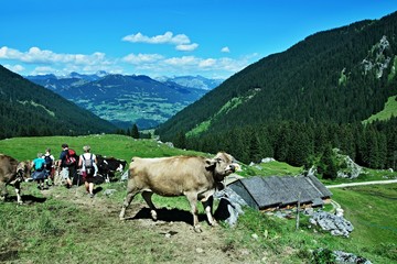 Fototapete bei efototapeten.de bestellen   