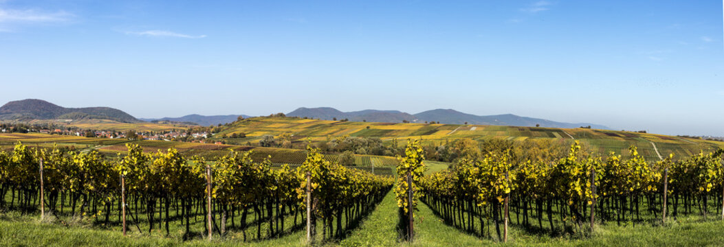 Weinberge bei Ilbesheim im Herbst