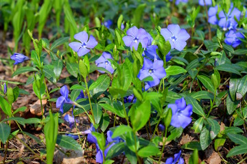 Blue flowers on a field