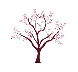 Obraz premium Sakura tree with twigs cherry blossoms. 