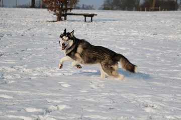 husky rennt auf einer schneebedeckten wiese