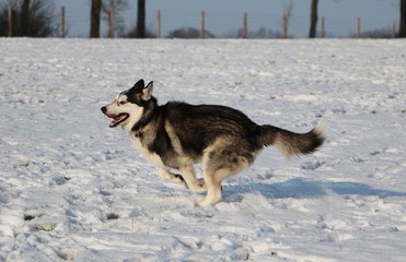 Fototapeta na wymiar husky rennt auf einer schneebedeckten wiese