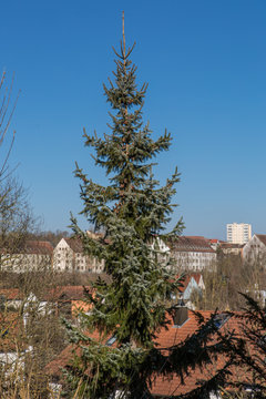 Gro&szlig;e Fichte im Wohngebiet