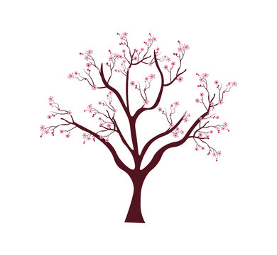 Sakura tree with twigs cherry blossoms. 